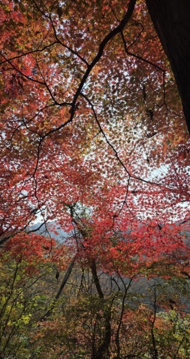 1f09e94d34e675919cdef712e457234e_1763436